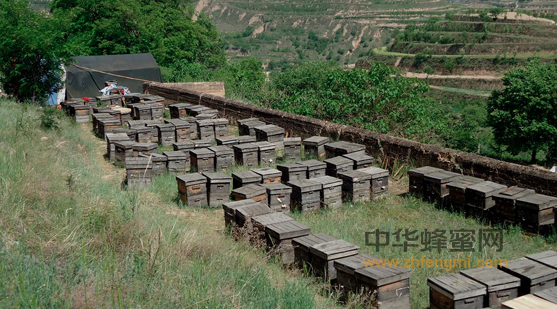 河南省养蜂协会