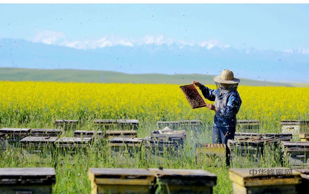 养蜂 蜜蜂养殖 养蜂技术 管理办法 养蜂法规