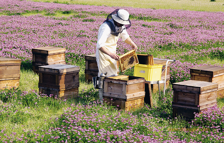 广东 养蜂 学会 养蜂技术 养蜂培训  蜂业科研 蜂产品开发 