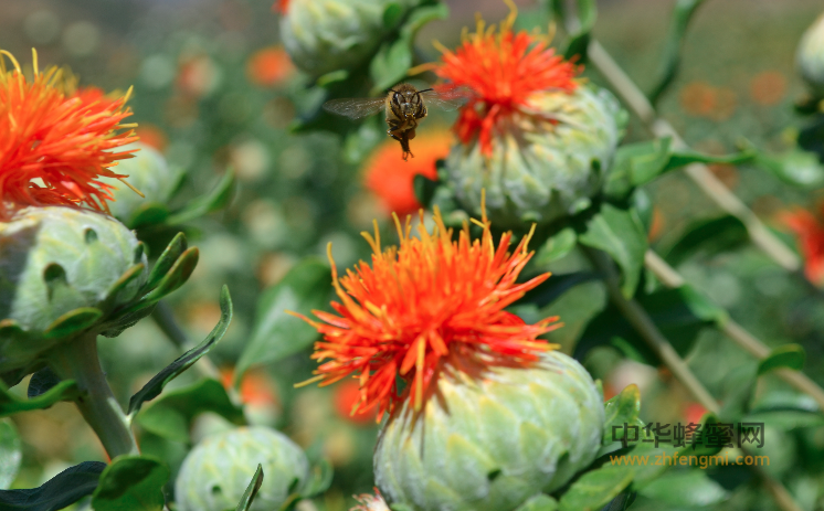 养蜂人 代言人 宋心仿 蜜蜂养殖技术 养蜂管理 蜂产品 运输绿色通道 养蜂技术 养蜂知识