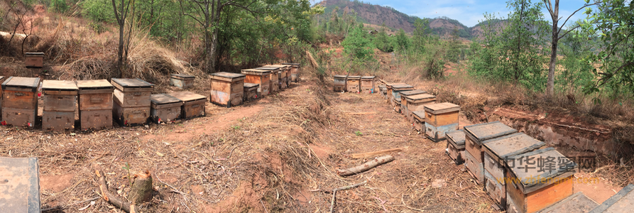 农业部关于加快蜜蜂授粉技术推广促进养蜂业持续健康发展的意见
