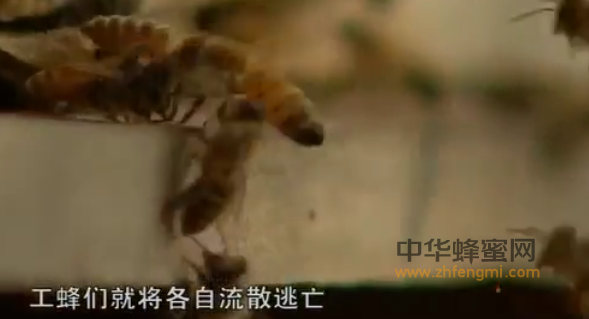 养蜂技术视频 蜜蜂养殖养蜂技术蜜蜂日常管理