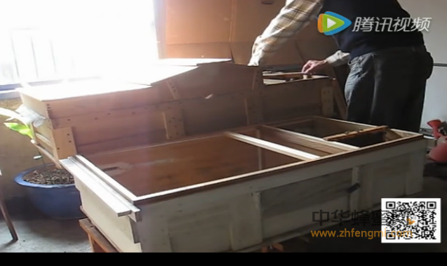 蜜蜂 蜜蜂养殖 养蜂技术 养蜂视频 冬季管理 换箱 越冬
