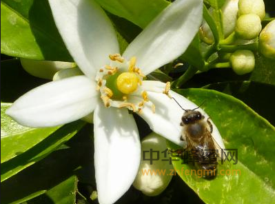 浙江省 浙江 主产 蜂蜜 浙江蜂蜜 柑橘蜂蜜 枇杷蜜 平湖蜂蜜 江山蜂蜜 桐庐蜂蜜 蜂蜜的作用与功效