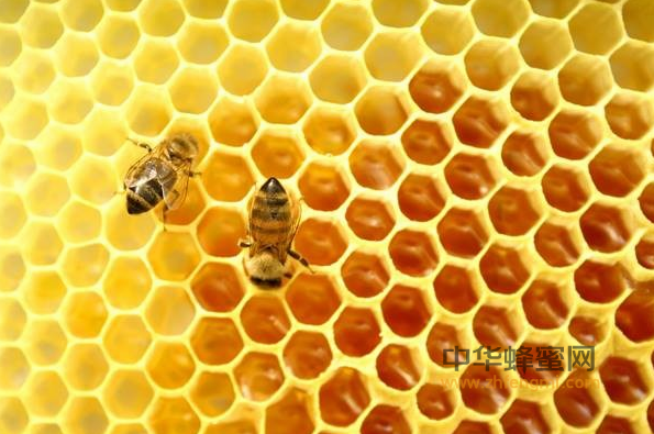 新疆主产什么蜂蜜？