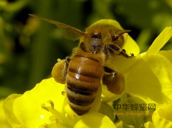蜂花粉 成分 特点