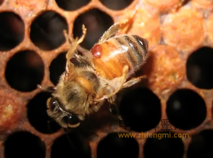 蜜蜂 病虫害 原因 蜂群 