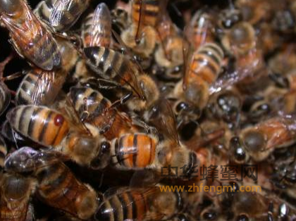 蜜蜂 大蜂螨 蜂蟹螨 防治 特征