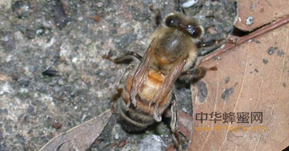 蜜蜂 大蜂螨 蜂蟹螨 防治 特征