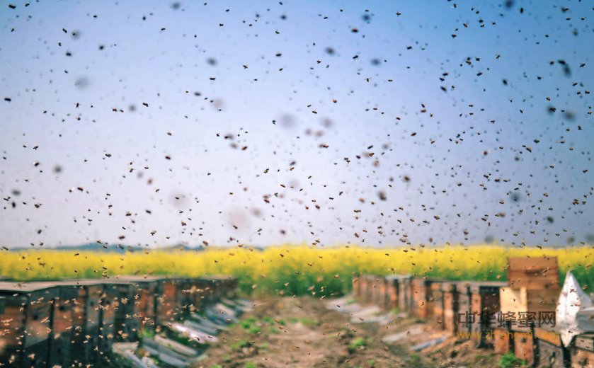 蜜蜂 农药 中毒 蜜蜂养殖 蜂农 蜂群