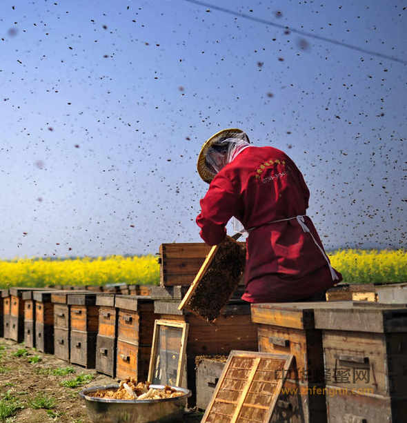 养蜂 养蜂技术 蜂群检查 群势强弱 病虫害 失王