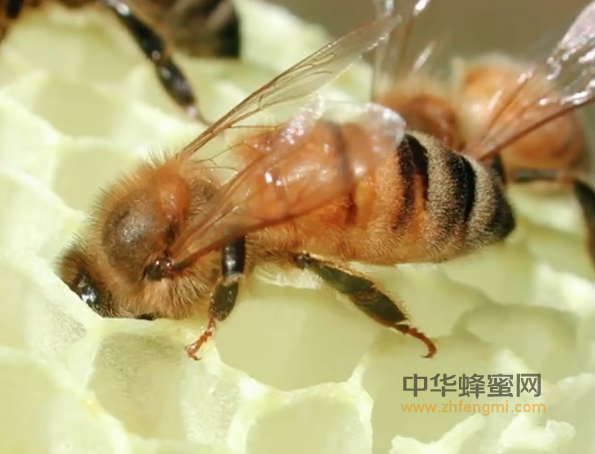 养蜂 蜜蜂养殖 养蜂技术 修造巢脾 造脾方法