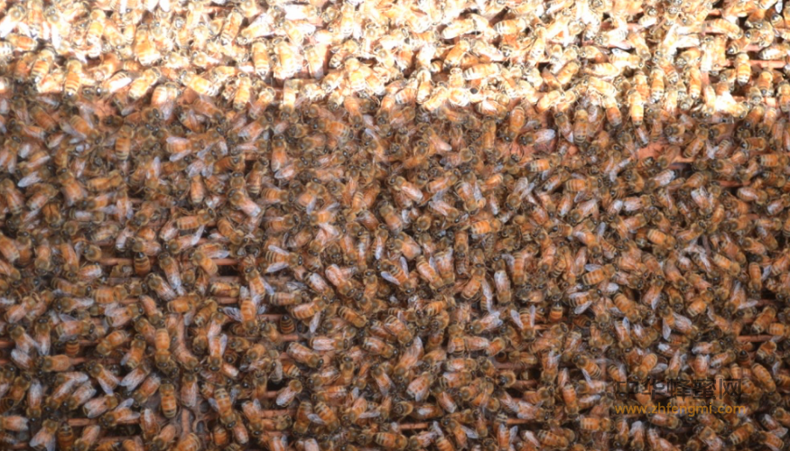 养蜂技术 蜂群合并 蜜蜂 蜂群 蜂群合并方法