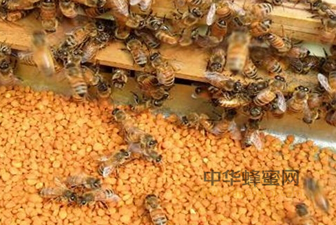 食用 蜂花粉 安全 花粉  过敏