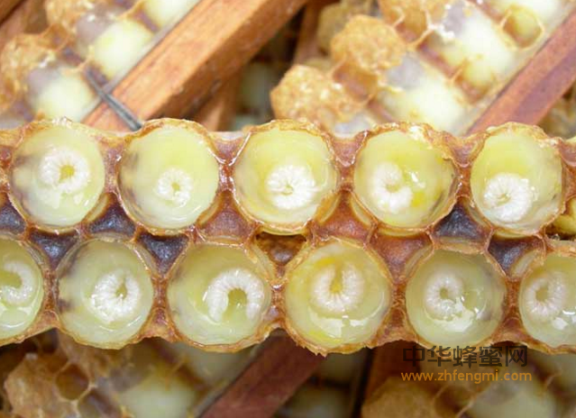 蜂王浆 蜂王幼虫 养蜂人 蜜蜂 育王