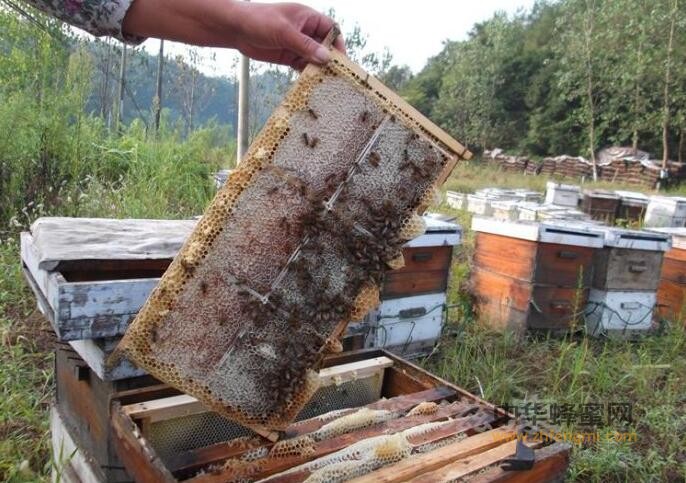 养蜂 知识 蜜蜂 敌害 养蜂技术