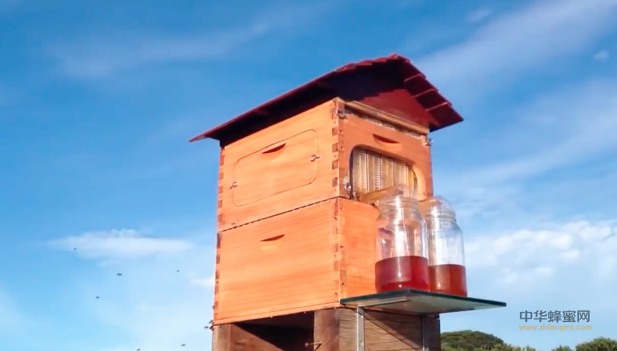 【视频】养蜂技术视频-养蜂高科技自动流蜜的蜂箱