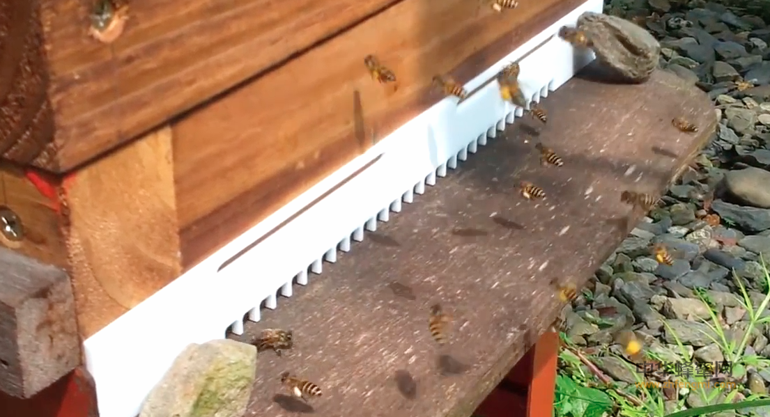 蜜蜂 养蜂 视频 养蜂技术 新型隔王片 防止敌害