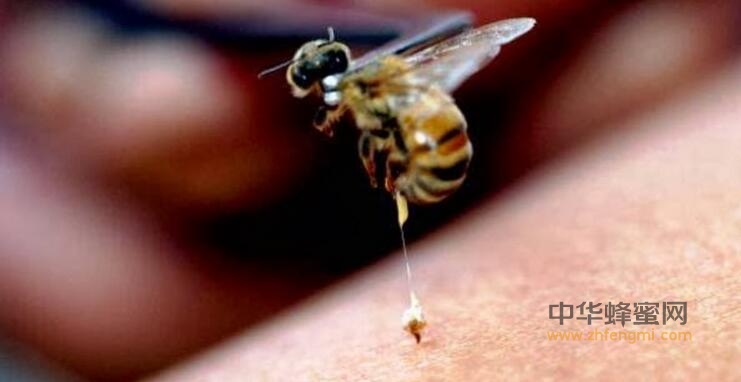 蜂毒 特性 降血压 抗辐射 作用