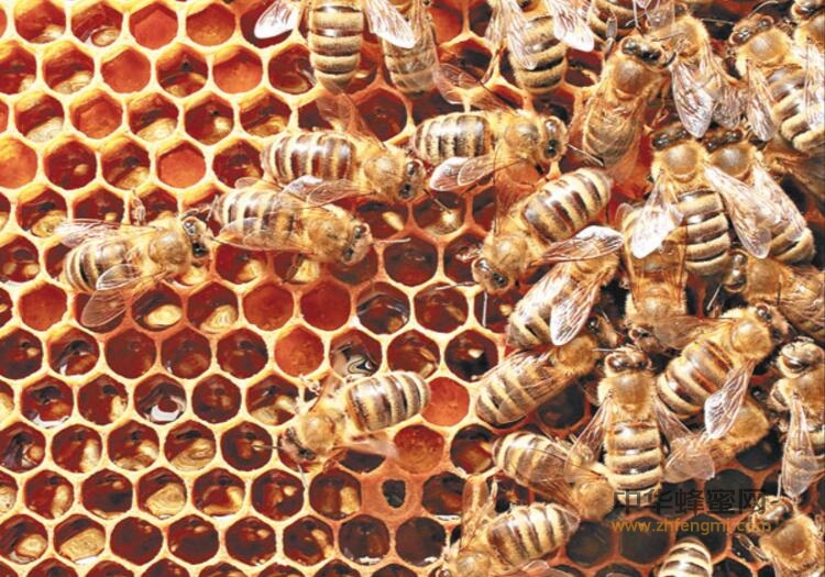 蜜蜂 蜂胶 蜂巢 花粉 蜂王