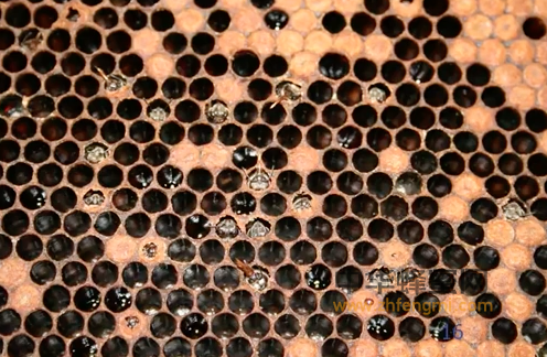 蜜蜂 蜂蜜病虫害防治 小蜂螨特征 小蜂螨防治
