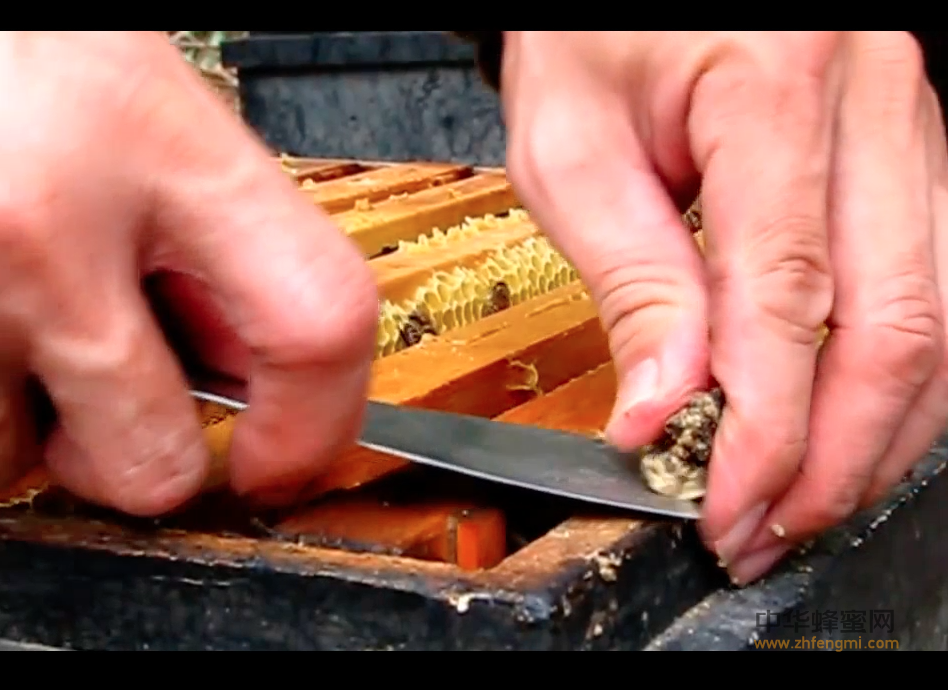 养蜂 蜜蜂养殖 养蜂技术 视频 采集蜂胶