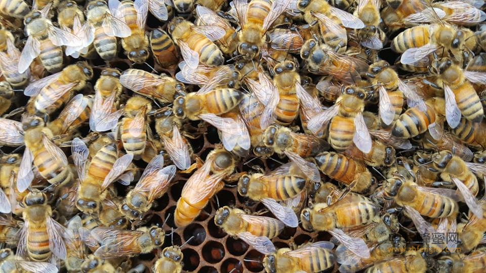 蜂王 病虫害 防治方法 养蜂技术