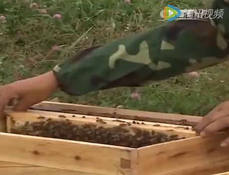 【视频】养蜂技术视频-新疆黑蜂养殖技术