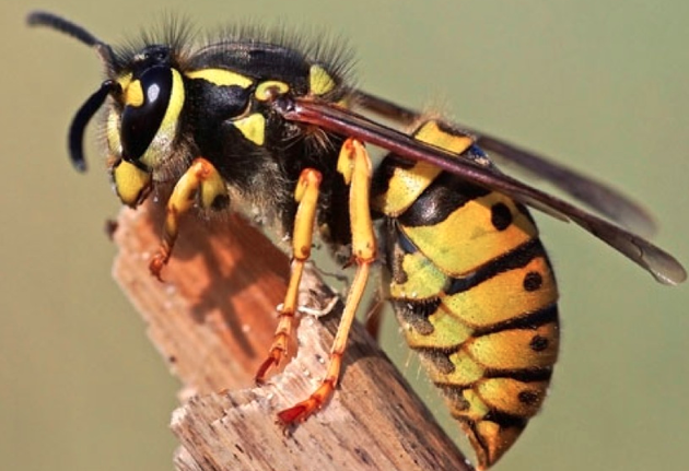 视频 大黄蜂 病虫害 养蜂技术视频