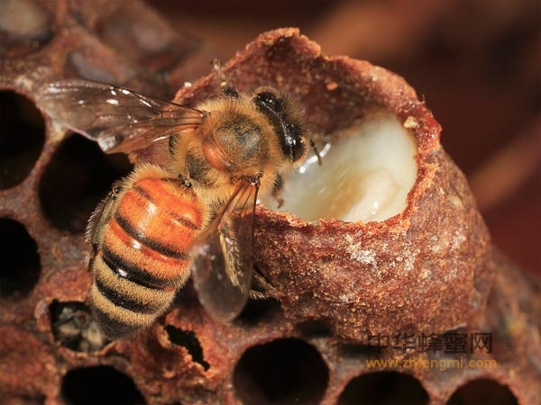 蜂王浆 养蜂 蜂种 蜂蜜