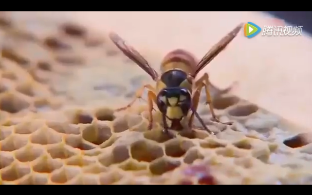 【视频】养蜂技术视频之香港蜜蜂养殖