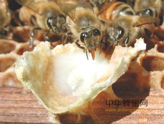 蜂王浆 蜂王浆的功效与作用及食用方法