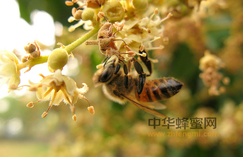 授粉昆虫 环境 生态 蜜源植物