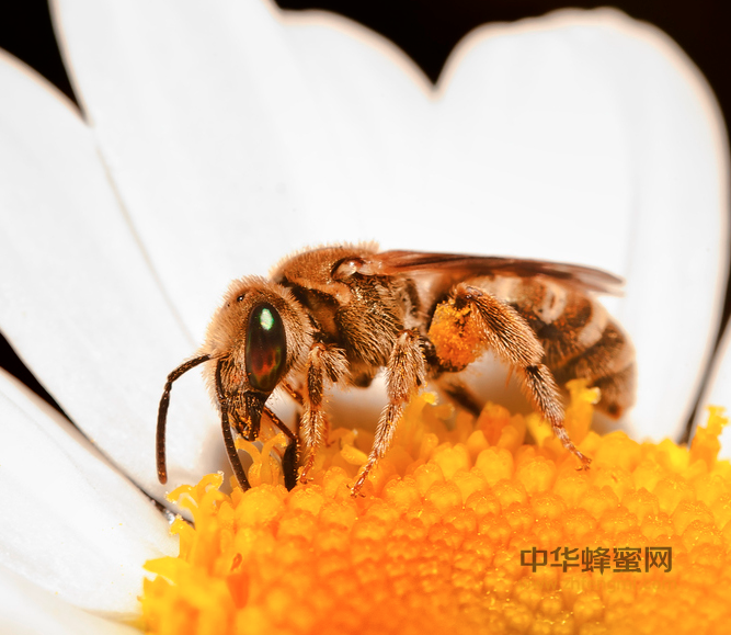 壁蜂 蜜蜂 野生蜂 授粉
