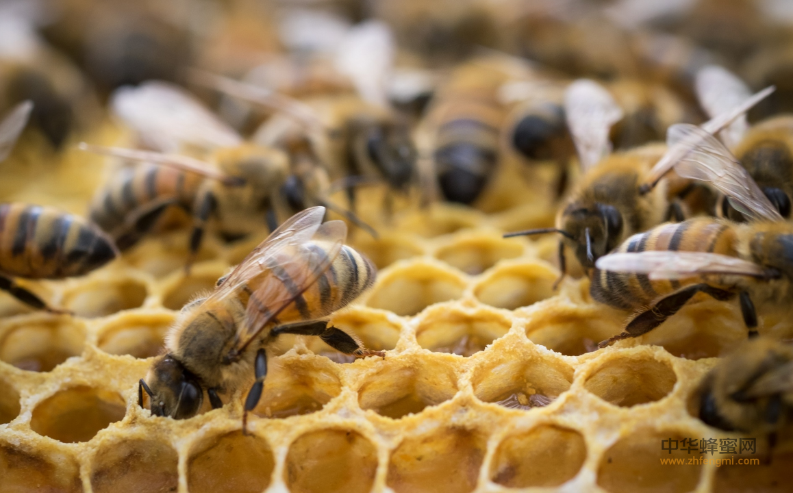蜜蜂 养蜂 分蜂热 