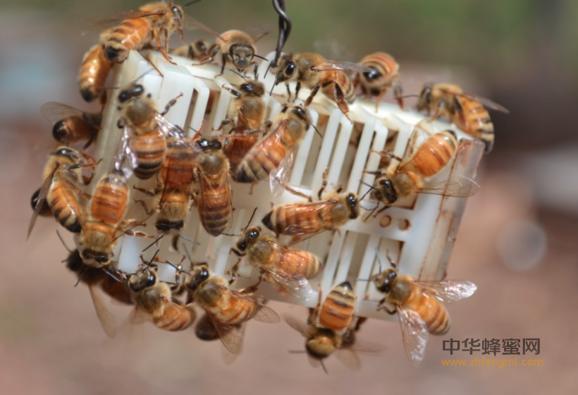 蜜蜂 蜂王 蜂群 诱入