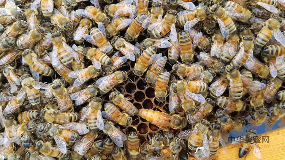 蜜蜂 蜂王 蜂群 诱入