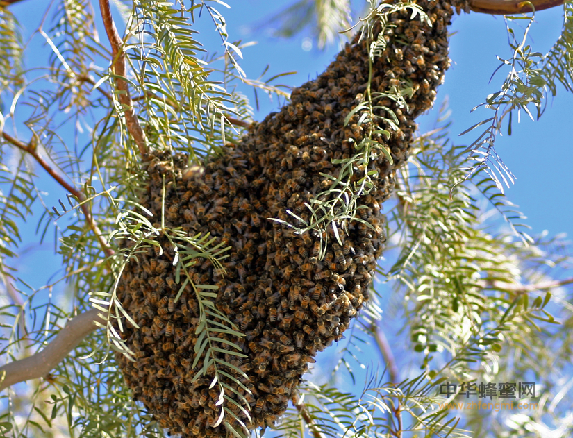 分蜂团 分蜂群 收捕