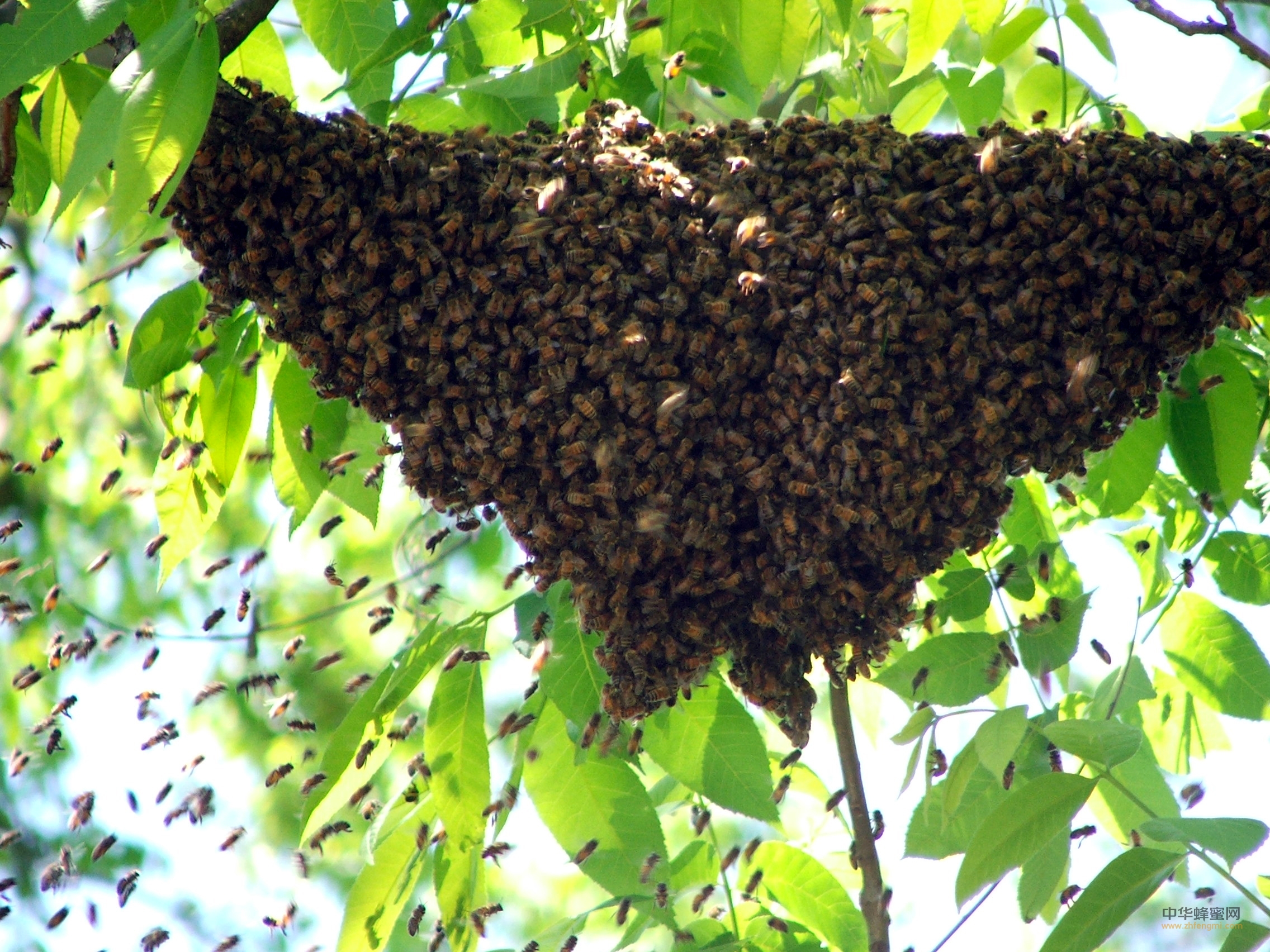 蜜蜂 养蜂技术 分蜂热 育王