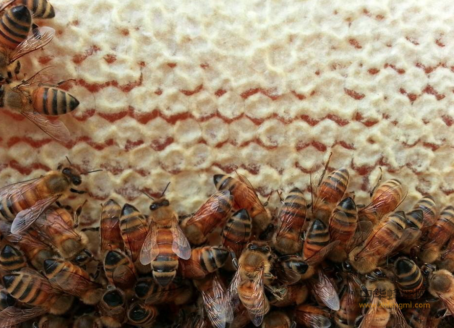 蜜蜂养殖 养蜂技术 蜂蜜生产