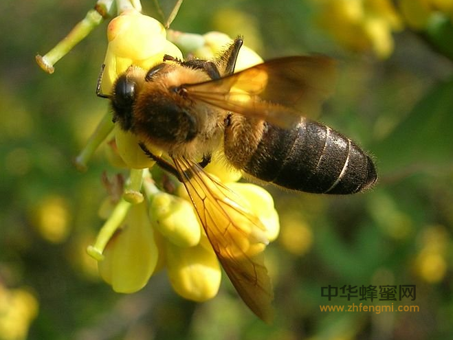 蜂群 授粉 蜜蜂 养蜂技术