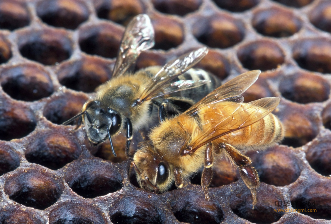授粉蜂群的检查