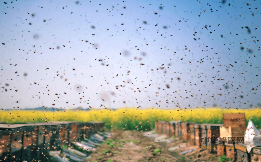 蜜蜂 养殖蜜蜂 养蜂技术 蜂群管理