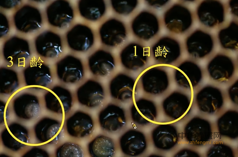 蜜蜂 越冬 蜂群管理 养蜂技术