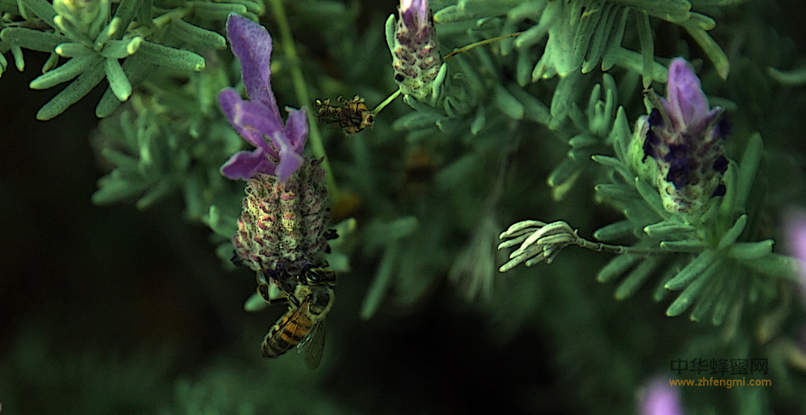 蜂群 越冬 养蜂 养蜂技术