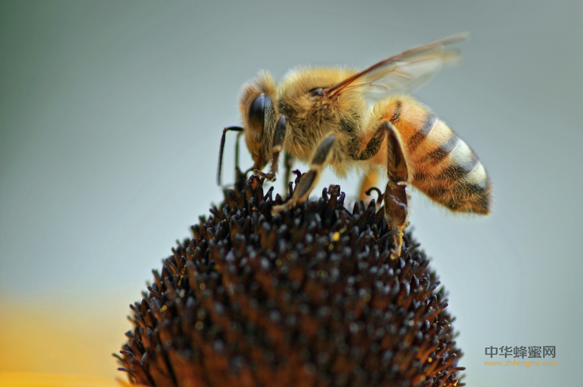 蜂蜜 越冬 越冬室 蜂群