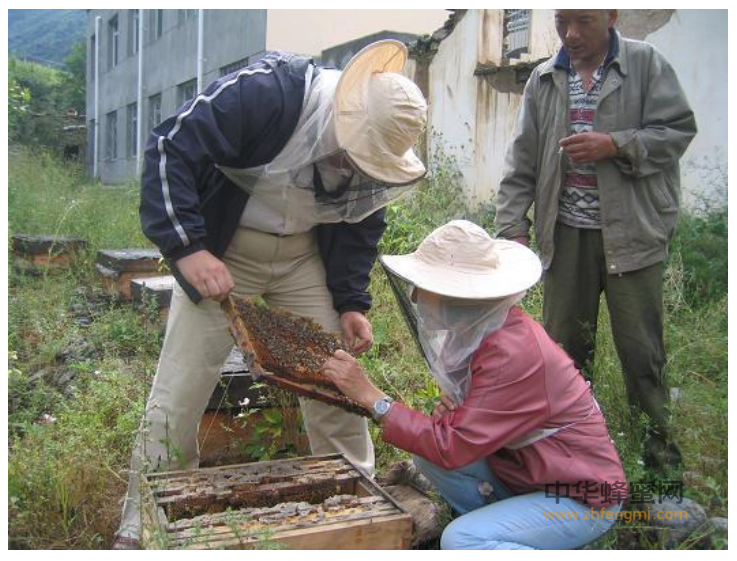 蜜蜂 养蜜蜂 蜂群管理 越冬