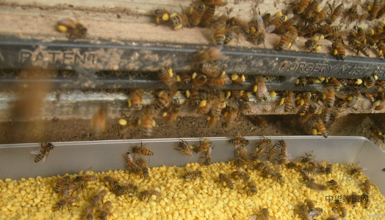 巢前式蜂花粉采集器