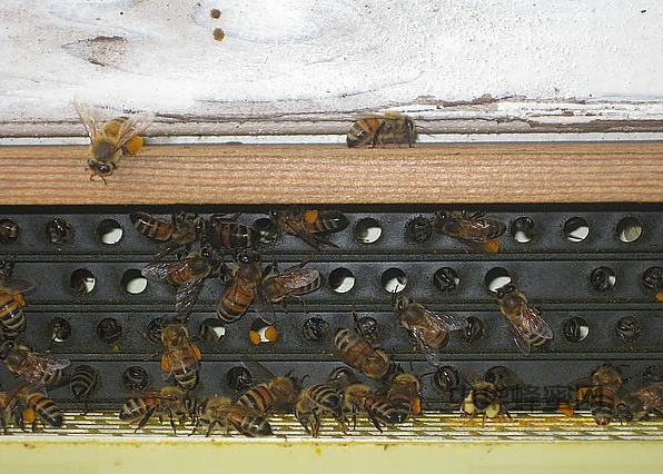 继箱式蜂花粉采集器