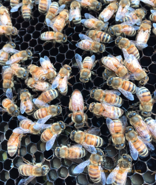 蜜蜂 病虫害 欧洲幼虫病